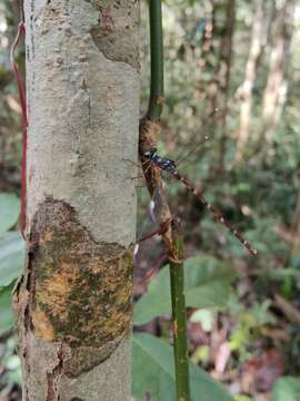 Image de Podolestes atomarius Lieftinck 1950