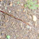 Image of Aristida nemorivaga Henrard