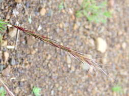 Image of Aristida nemorivaga Henrard