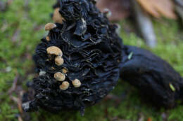 Image of Powdery Piggyback mushroom