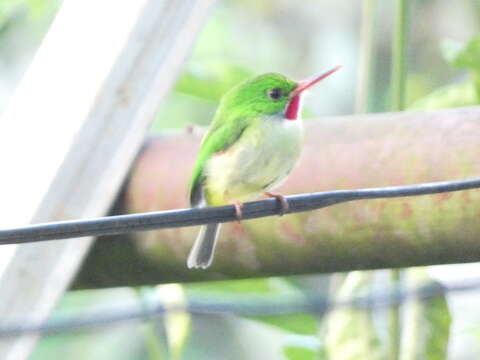 Image of Jamaican Tody