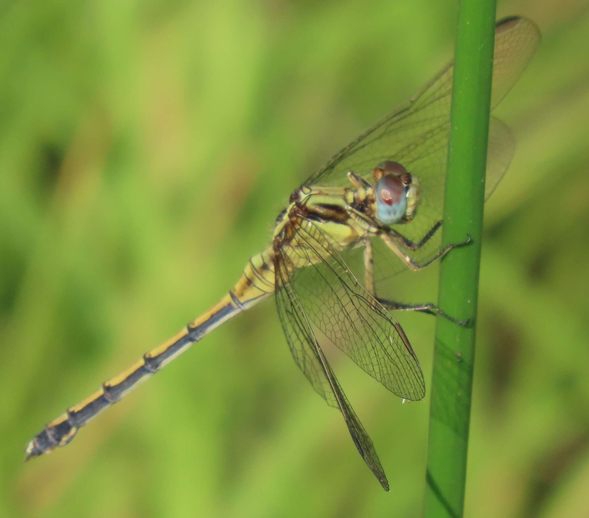 Image of Dark-shouldered Skimmer