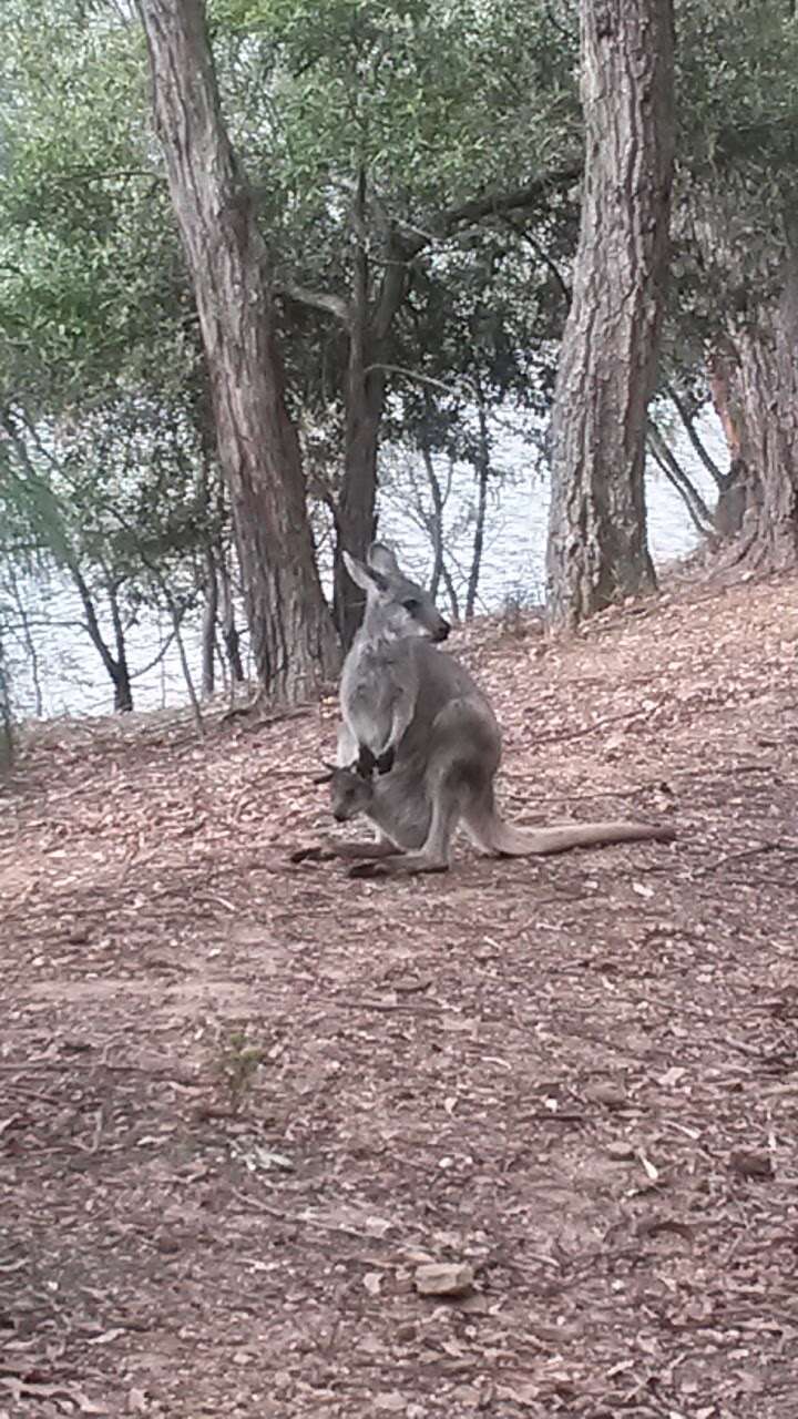 Image of Macropus robustus robustus Gould 1840