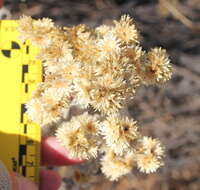 Image of Wright's cudweed