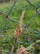 Image of <i>Setaria <i>verticillata</i></i> var. verticillata