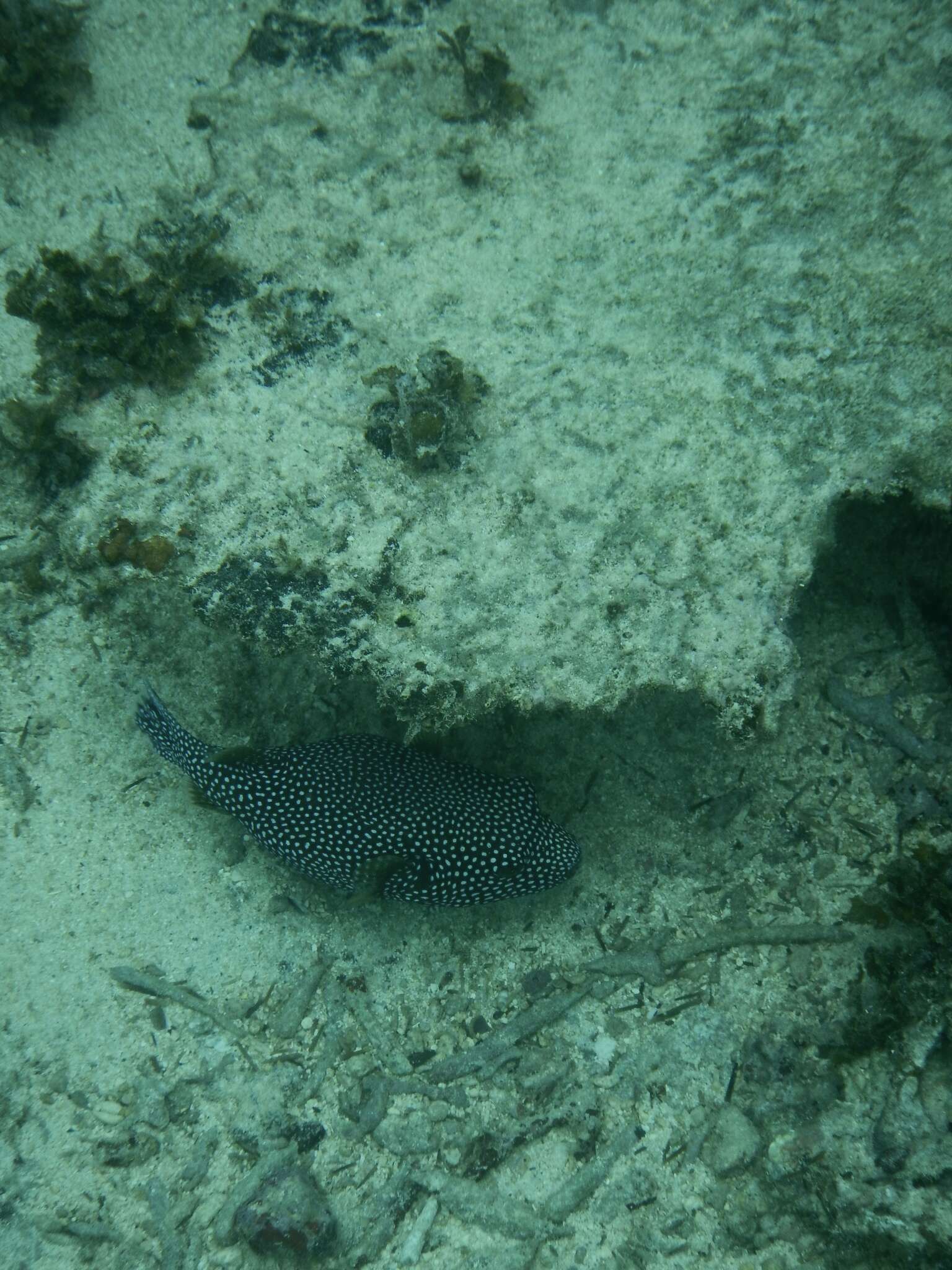 Image of Guinea fowl puffer