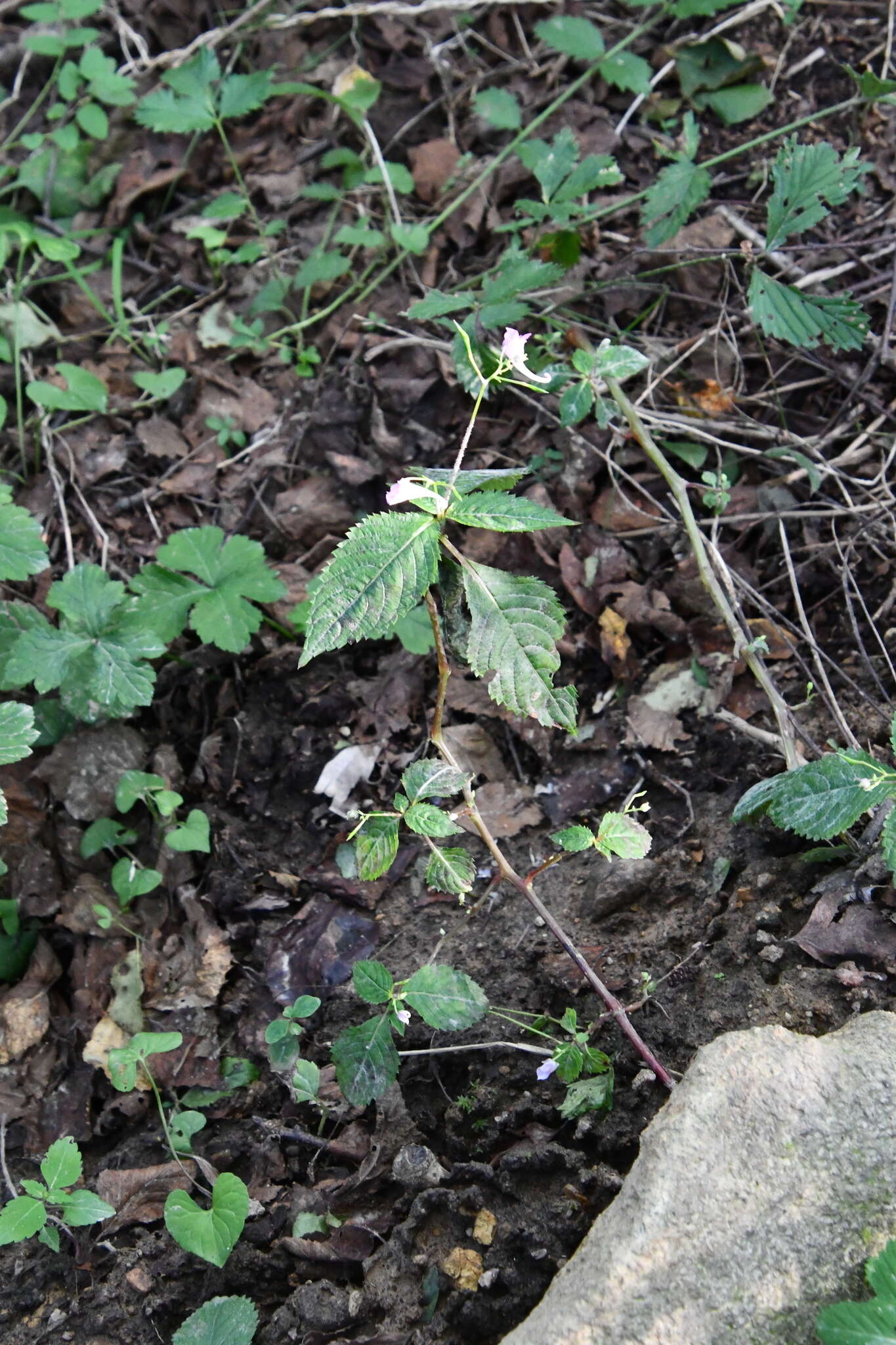 Image de Impatiens furcillata Hemsl. ex Forb. & Hemsl.