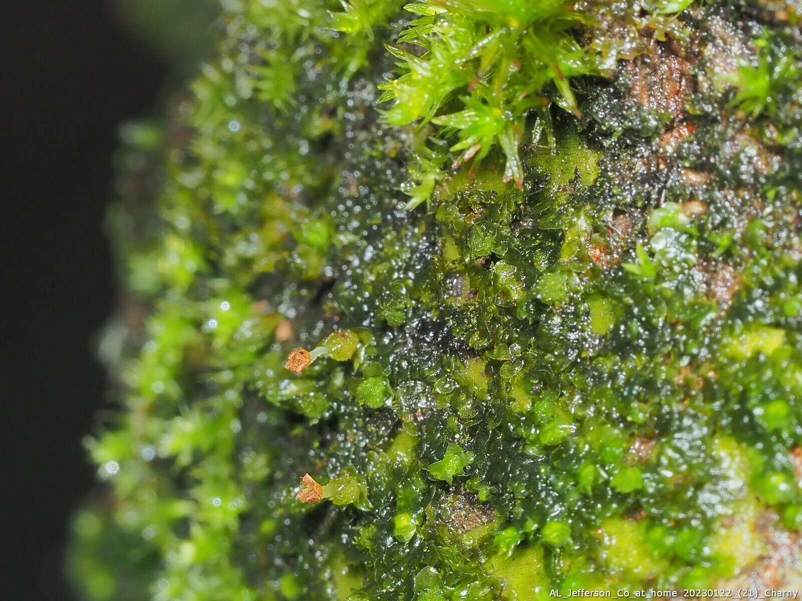 Image of Frullania virginica Lehm.