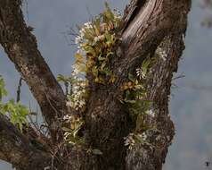 Image of Coelogyne nervosa A. Rich.