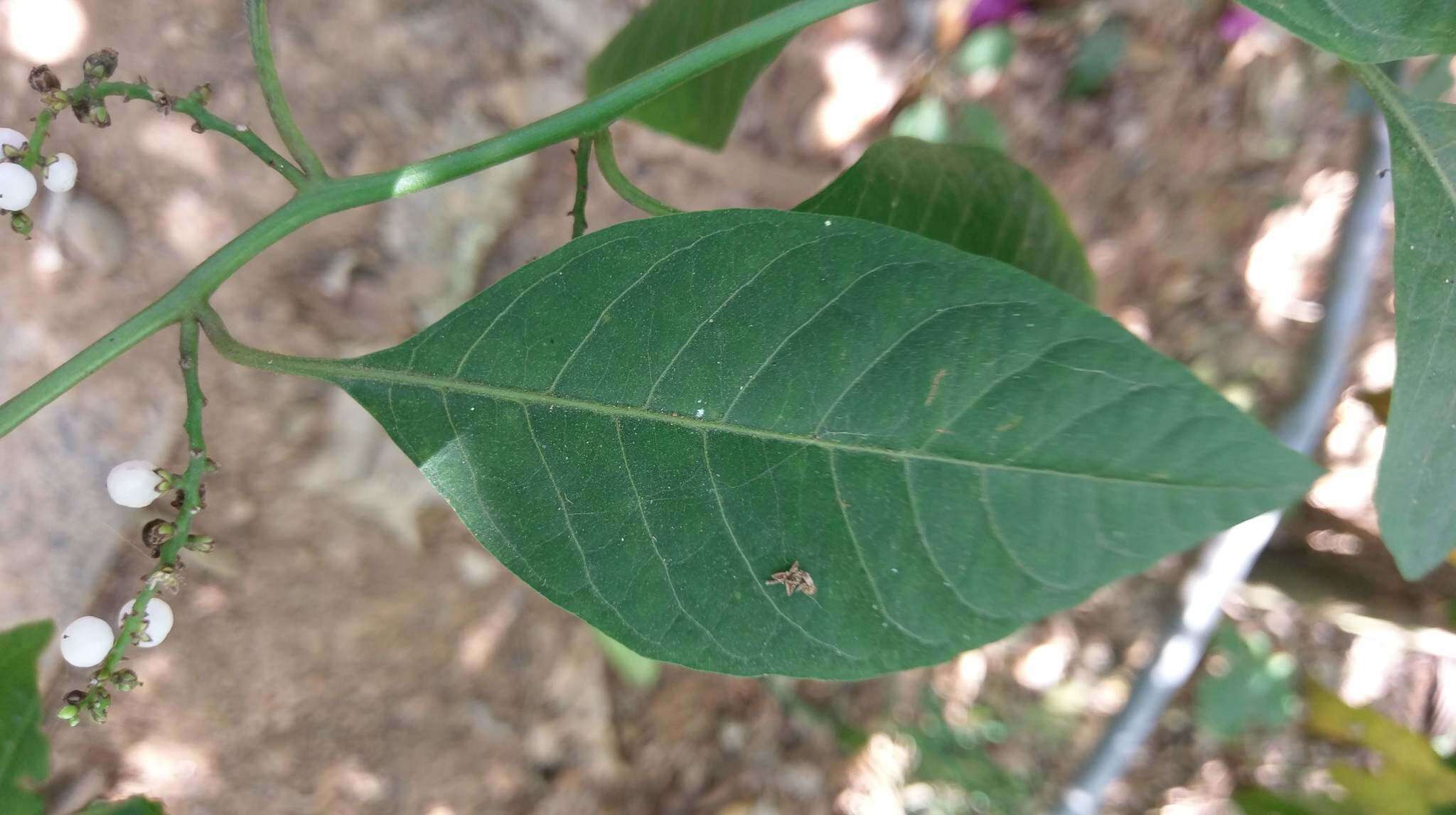 Image of Deeringia polysperma (Roxb.) Moq.