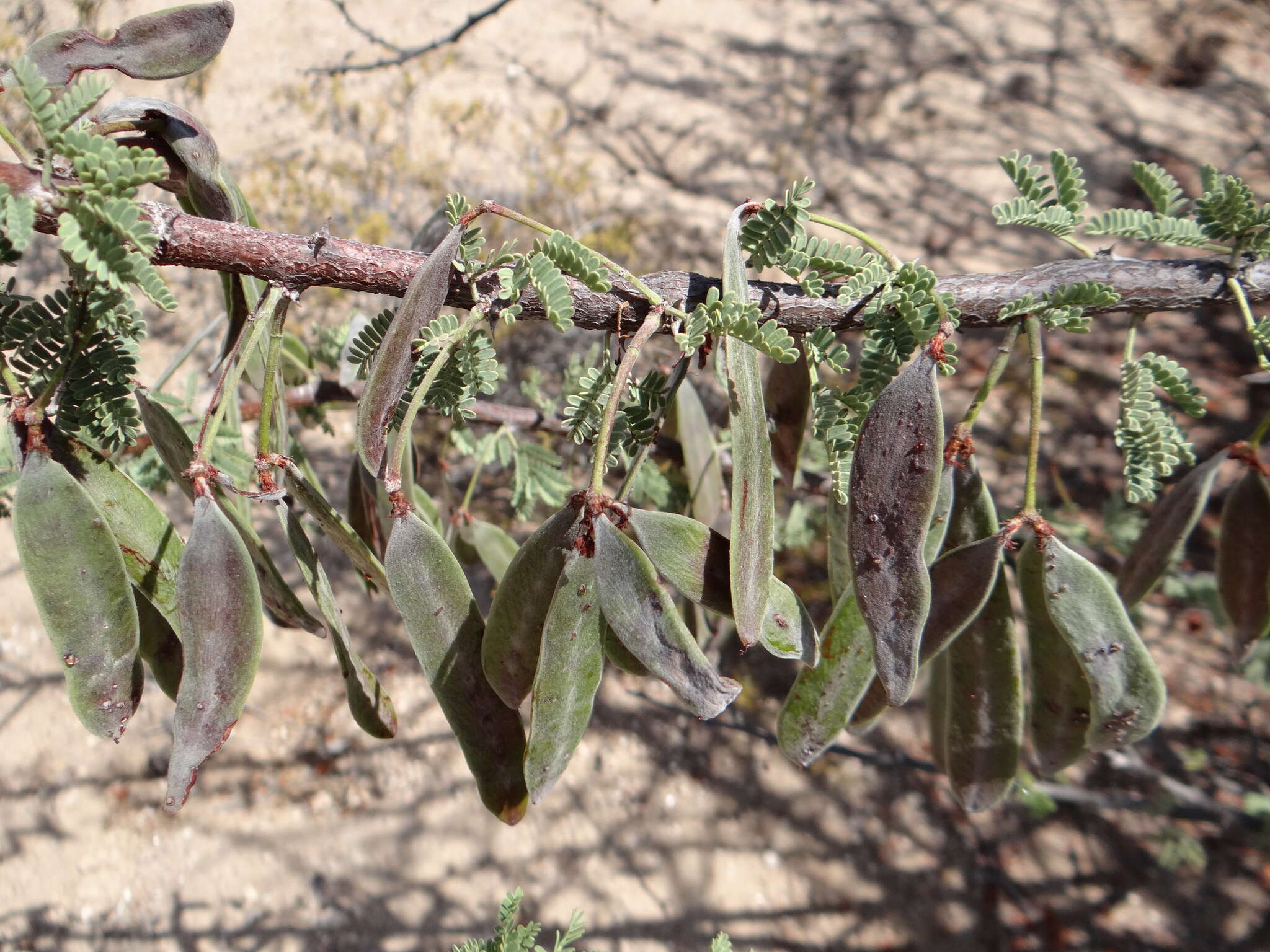 Image of Vachellia reficiens (Wawra) Kyal. & Boatwr.