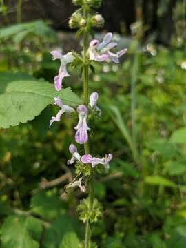 Слика од Stachys geobombycis C. Y. Wu