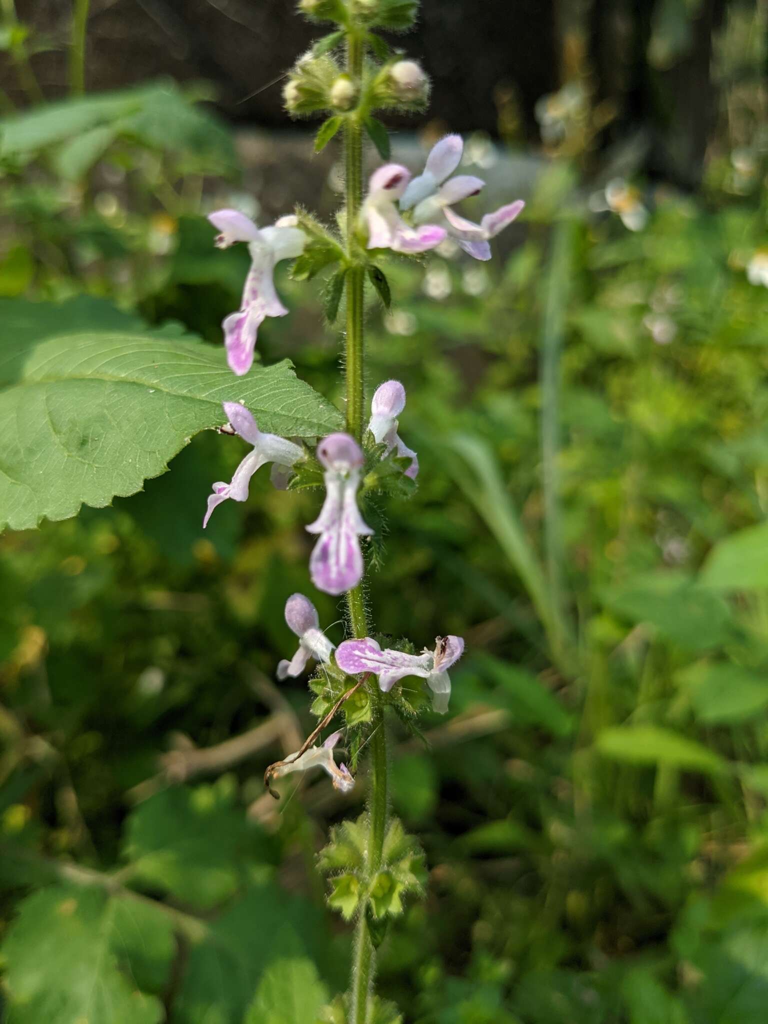 Stachys geobombycis C. Y. Wu resmi