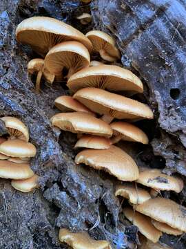 Image of Gymnopilus suberis (Maire) Singer 1951