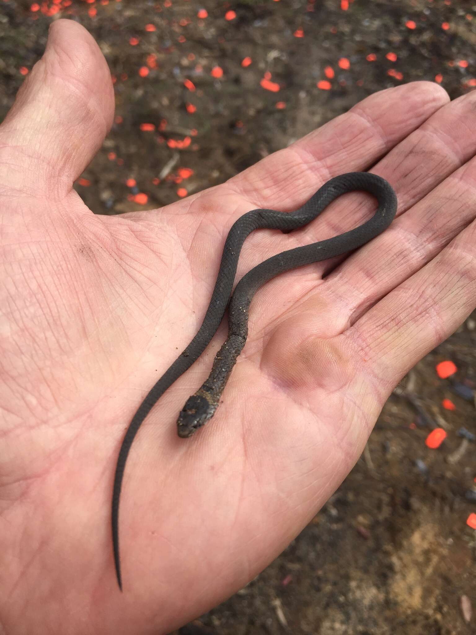 Image of Mustard-bellied Snake