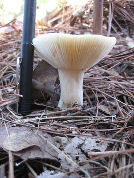 Image of Russula perlactea Murrill 1943