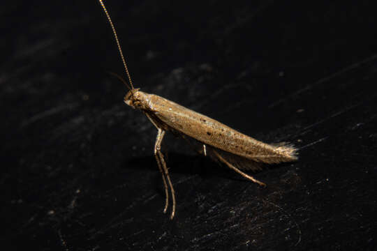 Image of Caloptilia elaeas (Meyrick 1911)