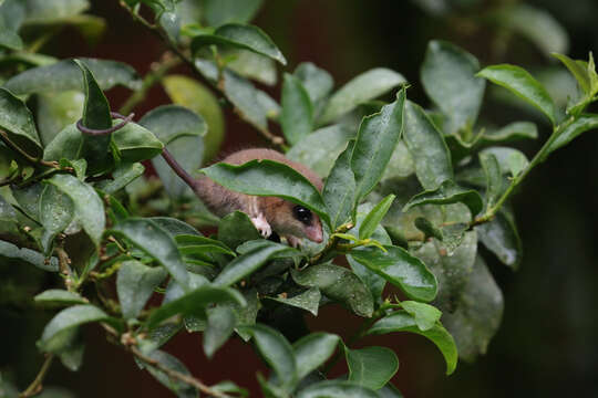 Image of Brazilian Gracile Mouse Opossum