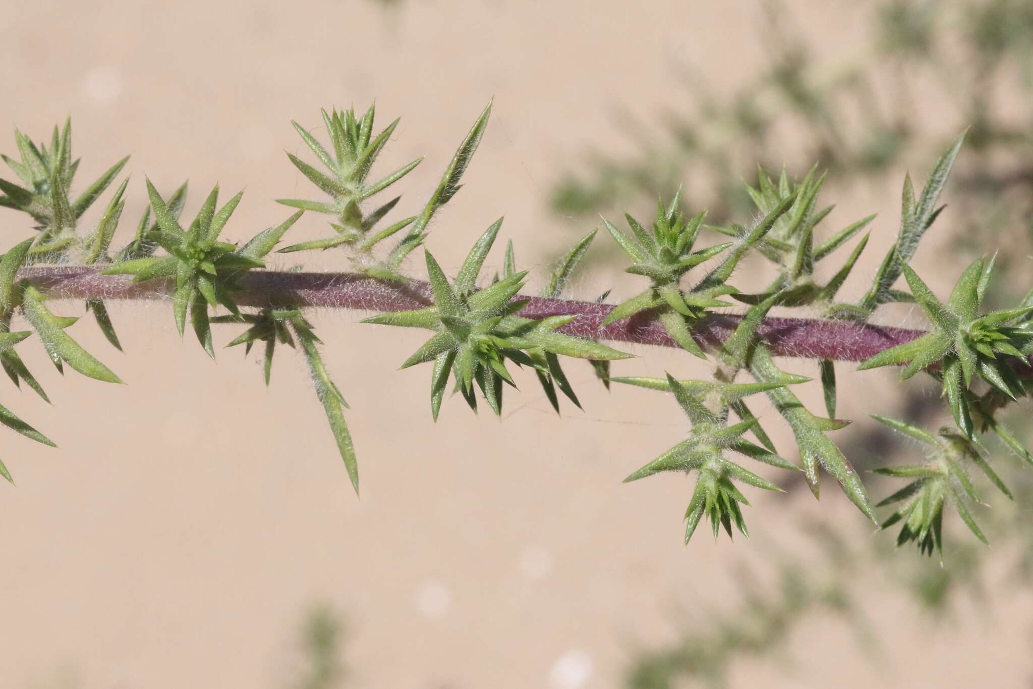 Image of pappose tarweed