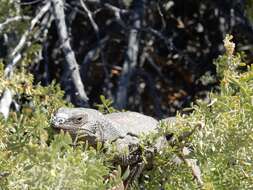 Image of Angel Island chuckwalla