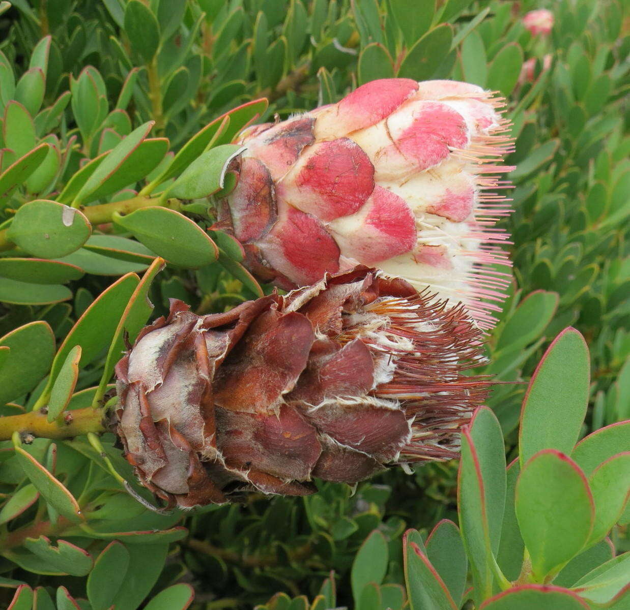 Image of Protea venusta Compton