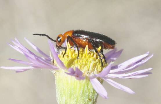 Image of Nemognatha (Pauronemognatha) nigripennis Le Conte 1853