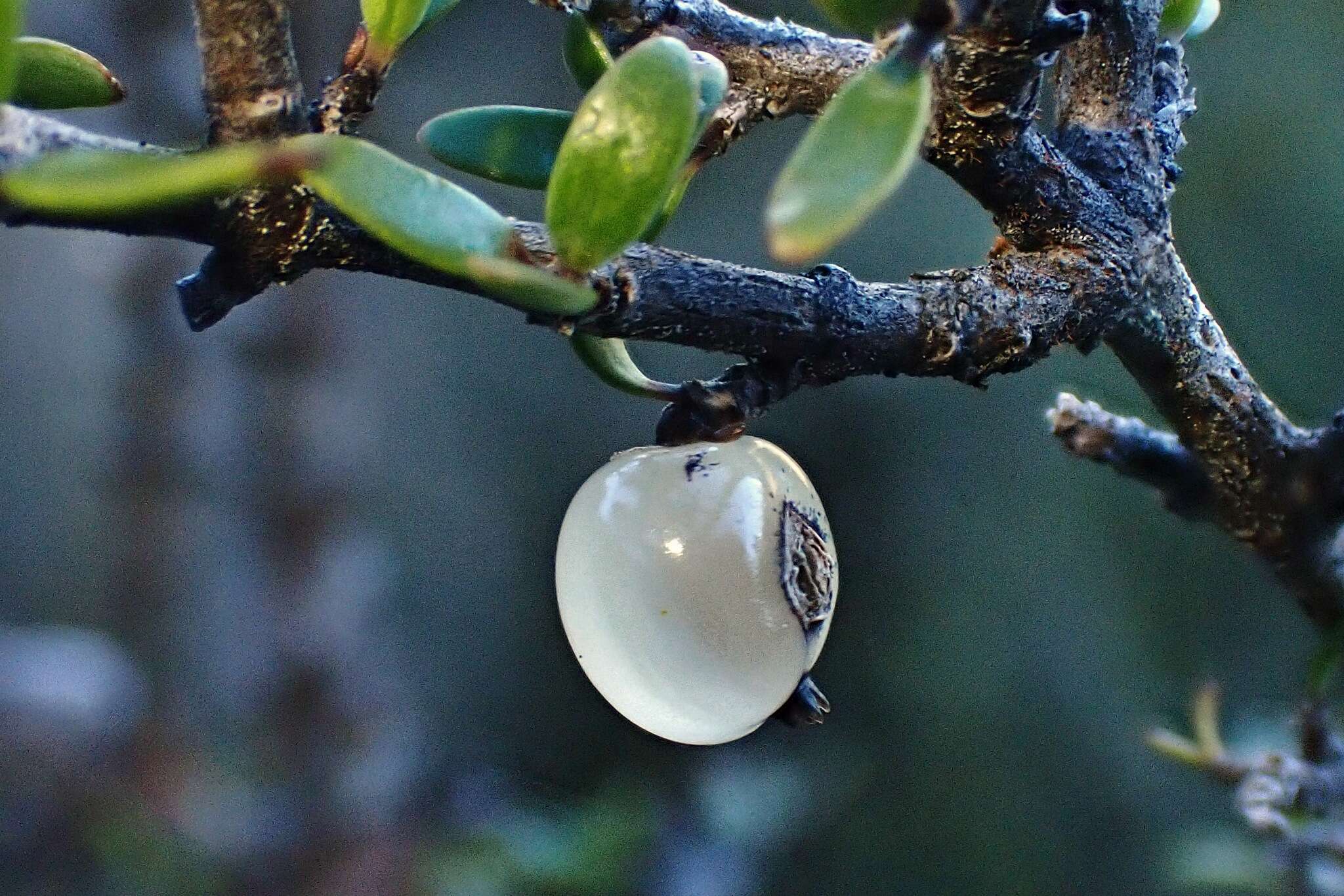 Image of Coprosma obconica Kirk