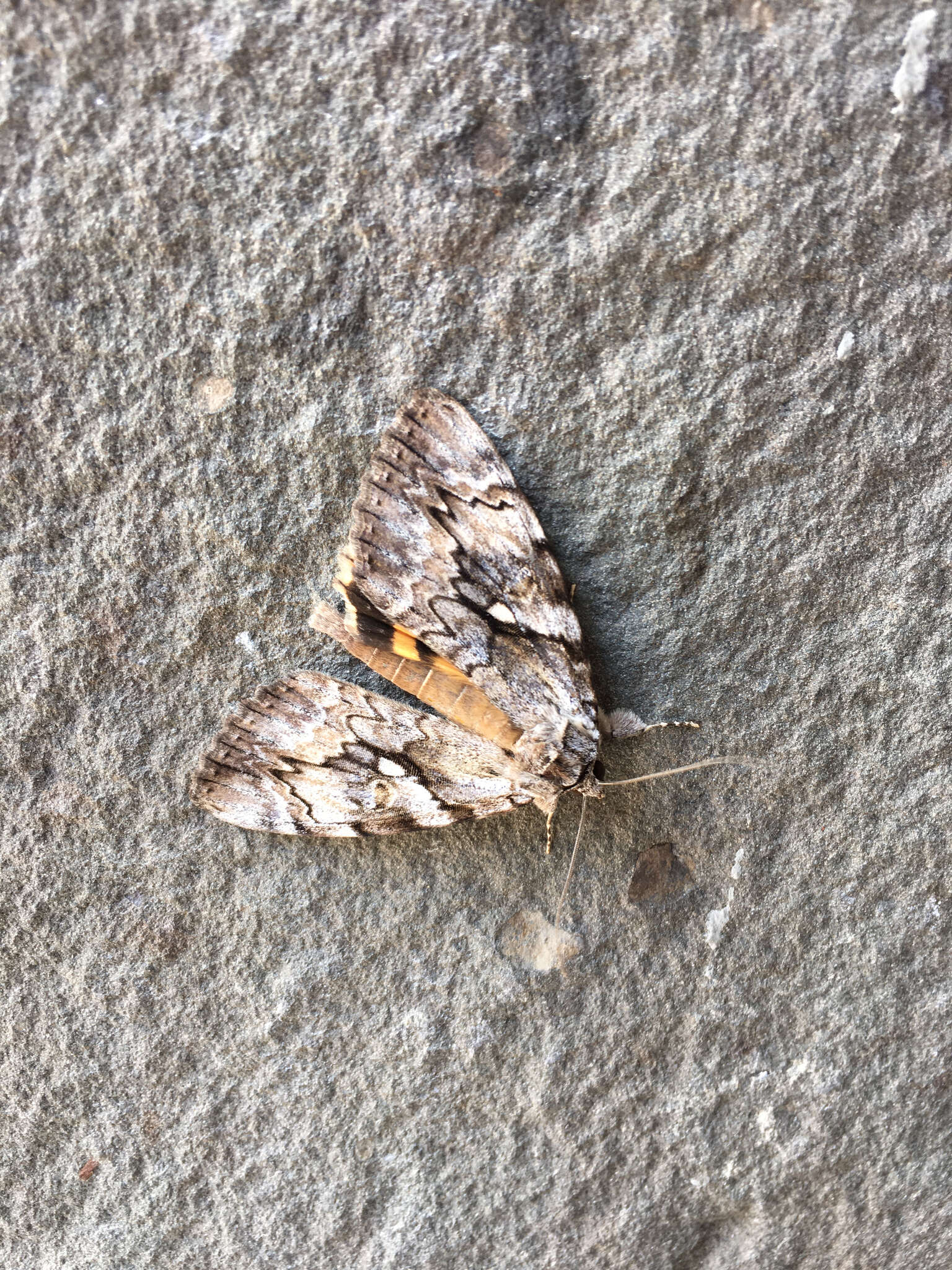 Image of Yellow-banded Underwing