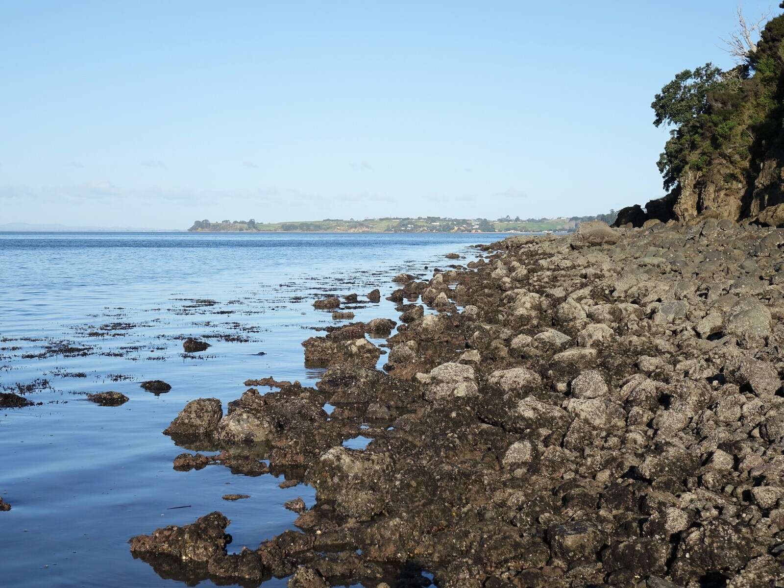 Image of oyster thief