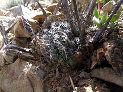 Image of Haworthia nortieri var. pehlemanniae (C. L. Scott) M. B. Bayer