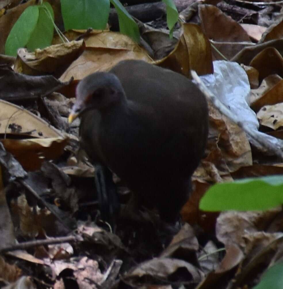 Image of Philippine Megapode