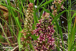 Image of Horizontal navelwort