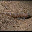 Image of Marbled flathead