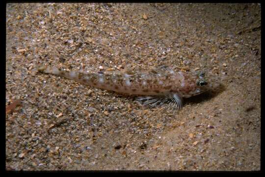 Image of Marbled flathead