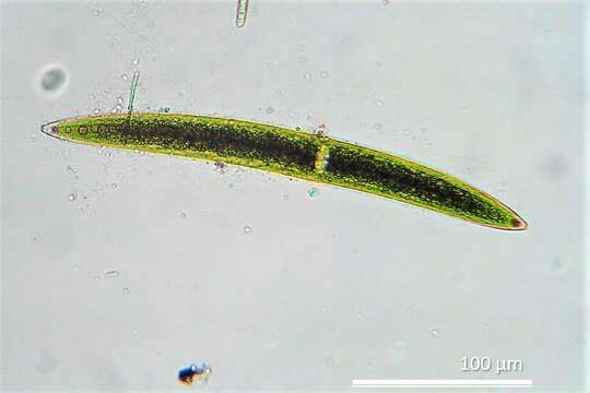 Image of Closterium acerosum