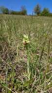 Image of Early spider orchid