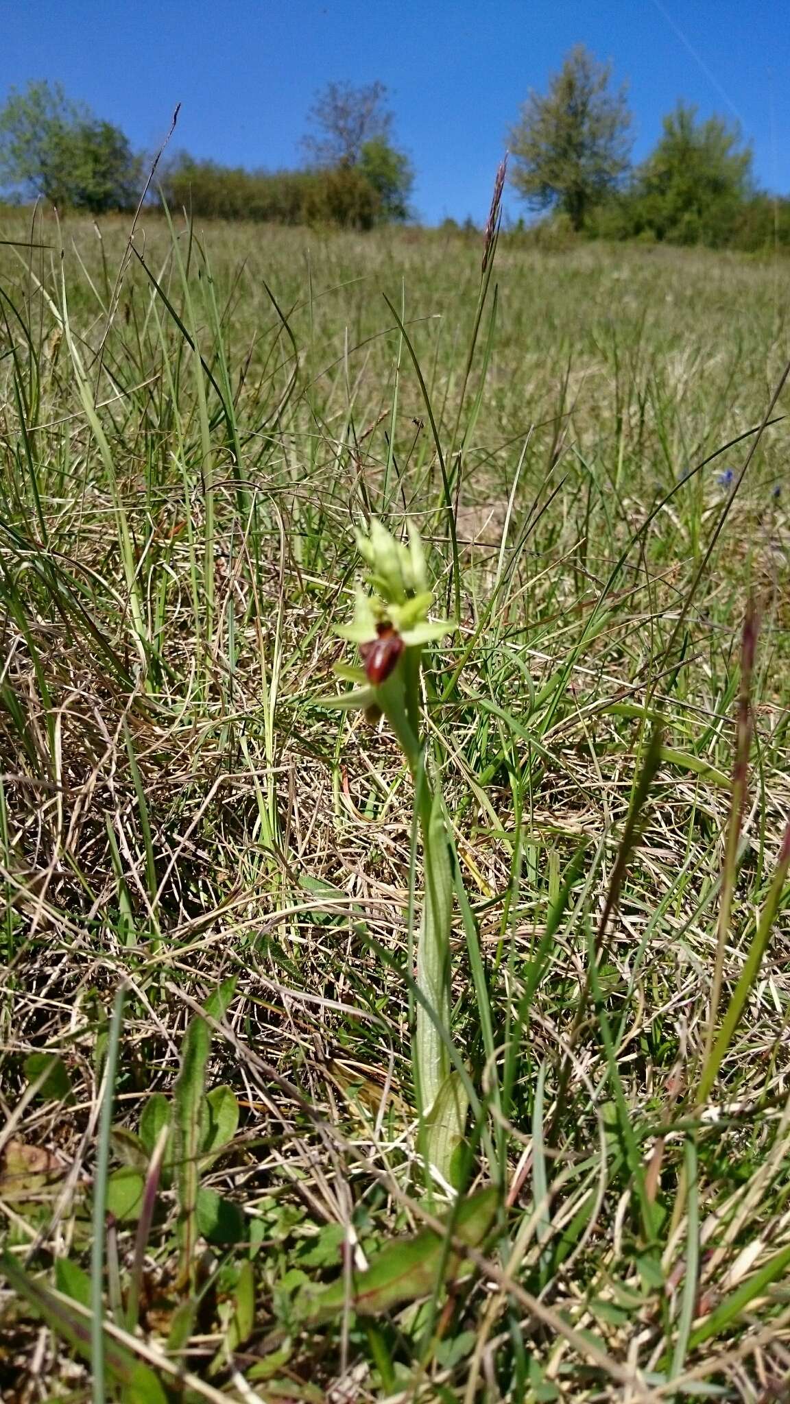 Image of Early spider orchid