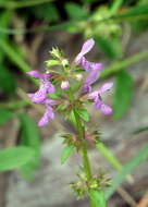 Plancia ëd Stachys hyssopifolia Michx.