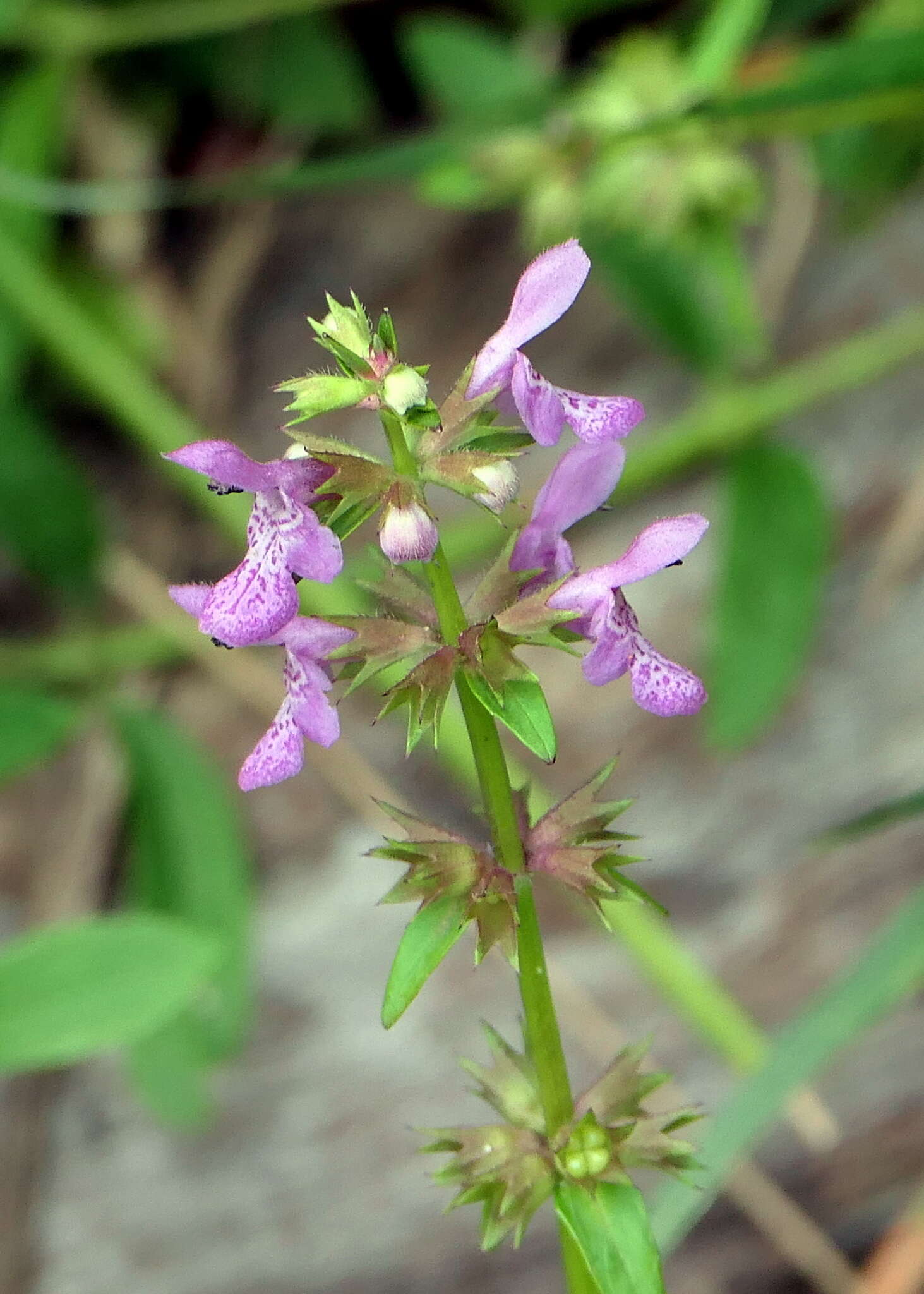 Imagem de Stachys hyssopifolia Michx.