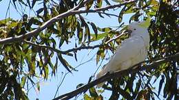 Image of Cacatua galerita galerita (Latham 1790)