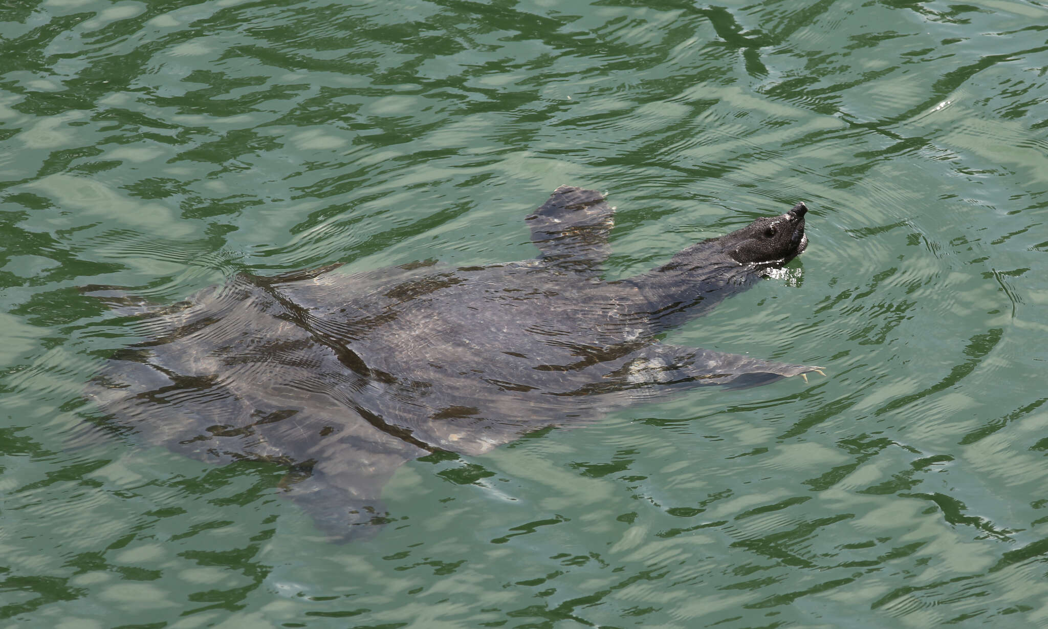 Image of Nil-Weichschildkröte