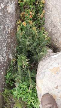 Слика од Encephalartos cycadifolius (Jacq.) Lehm.