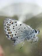 Image of <i>Plebejus idas empetri</i> T. Freeman 1938