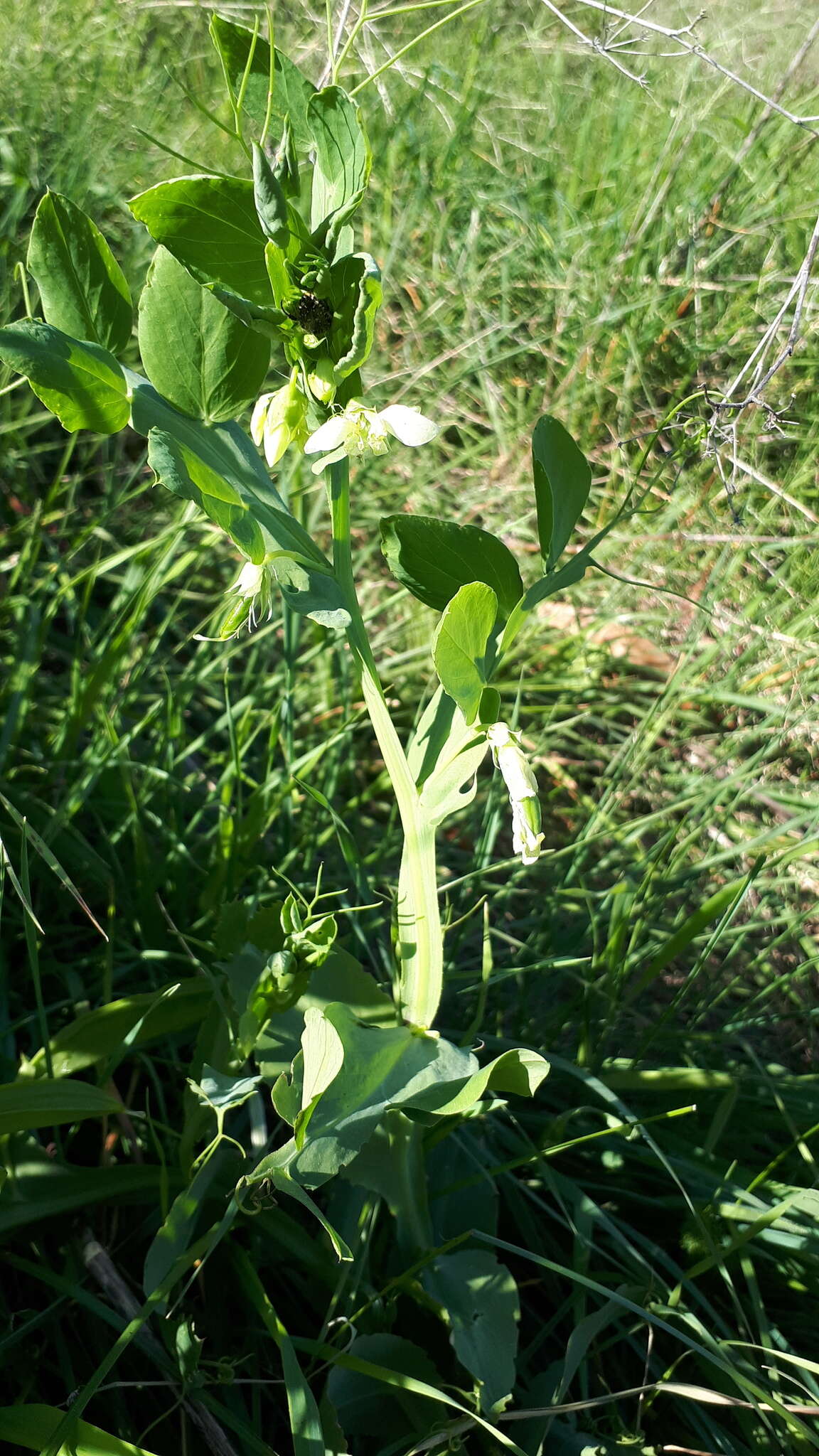 Image of Cyprus-vetch