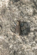 Plancia ëd Cicindela (Cicindelidia) rufiventris rufiventris Dejean 1825