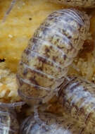 Image of Armadillidium marmoratum Strouhal 1929