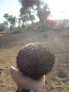 Image of Desert Hedgehog