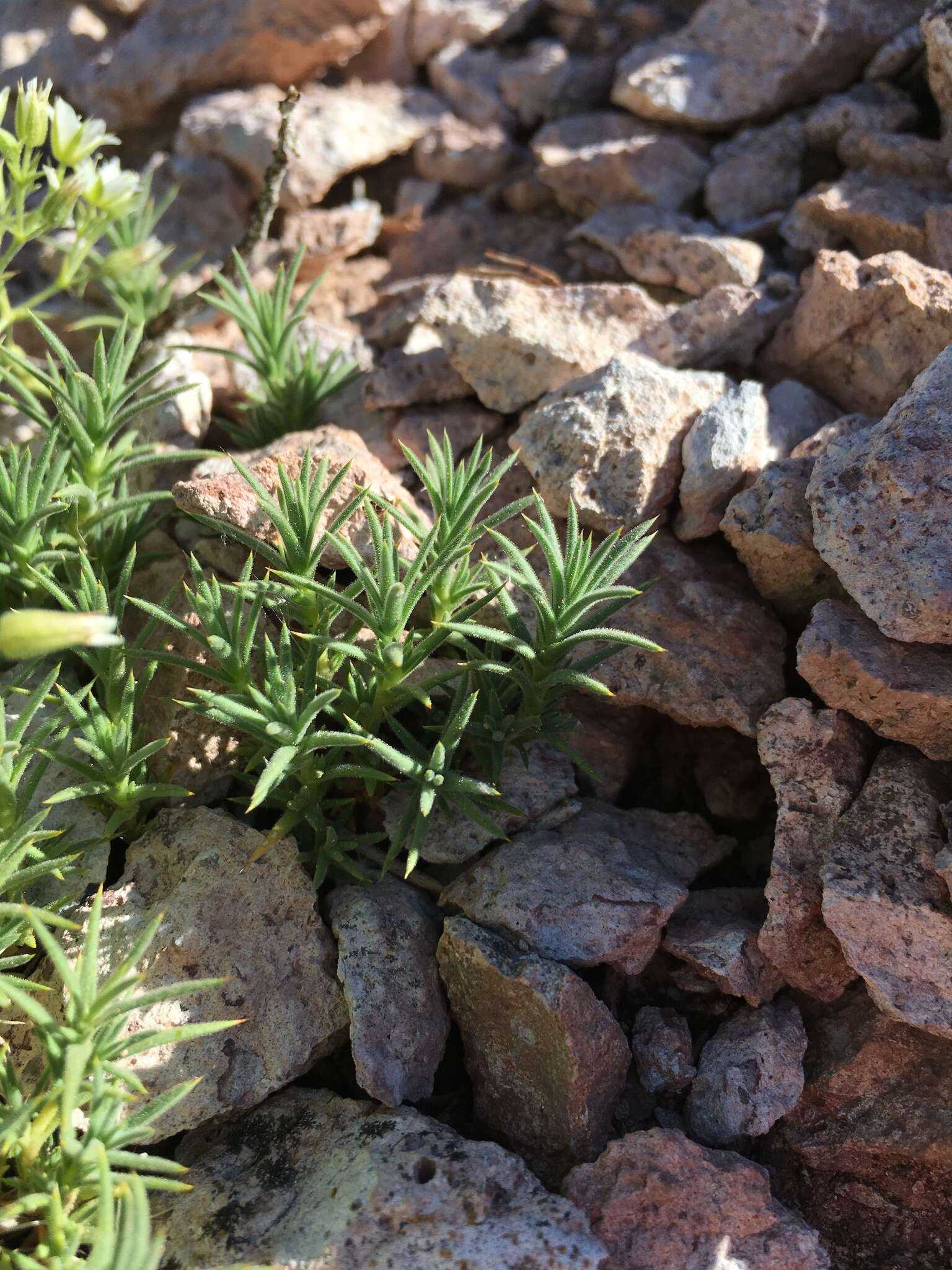 Image of brittle sandwort