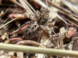 Image of Habronattus mustaciatus (Chamberlin & Ivie 1941)