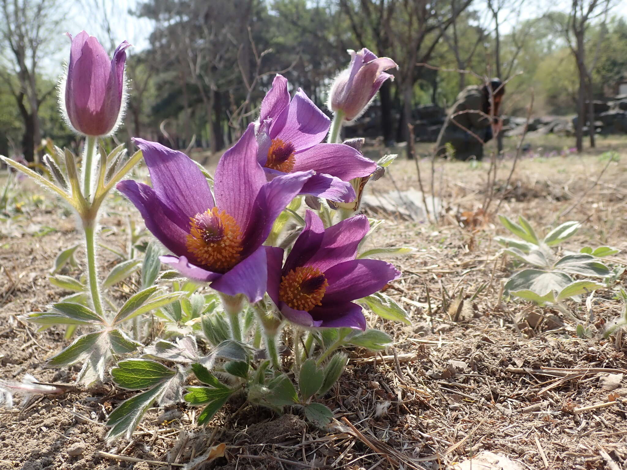 Image of Pulsatilla chinensis (Bunge) Regel